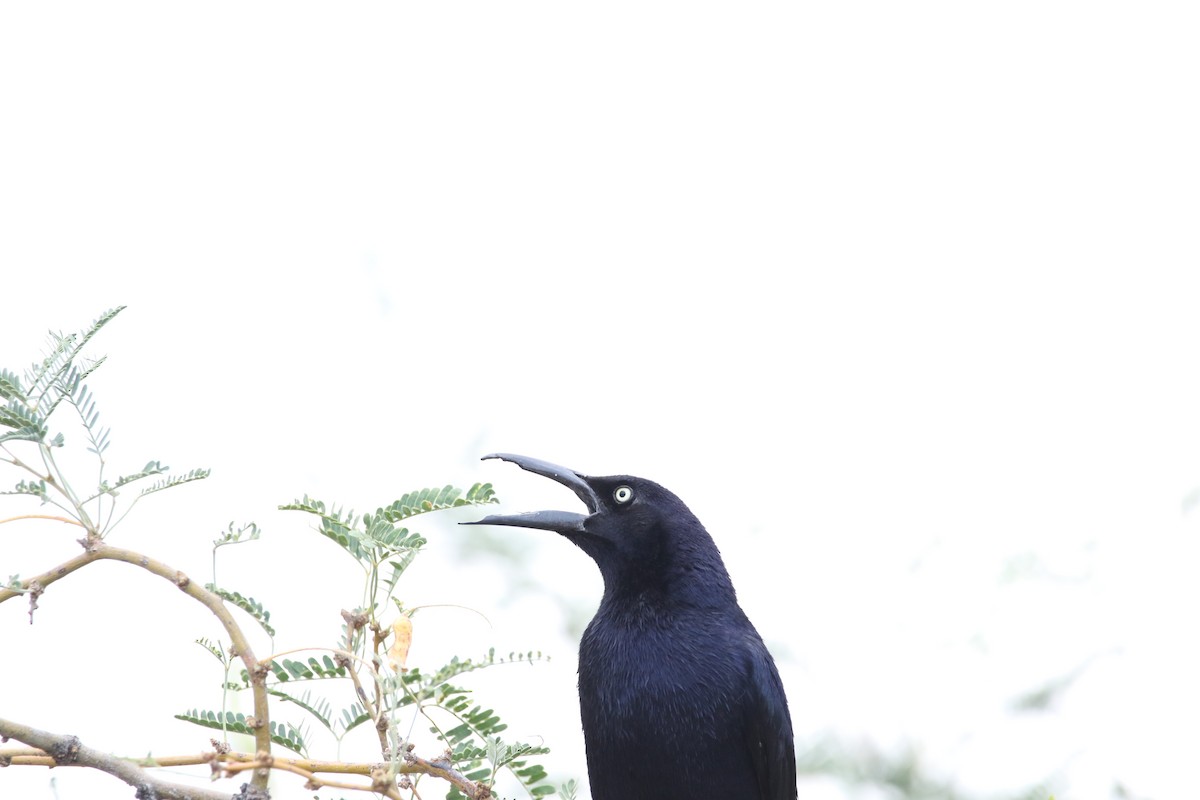 Great-tailed Grackle - ML548562531