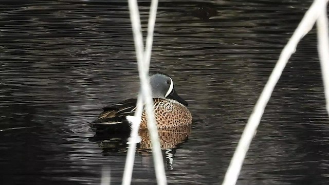 Blue-winged Teal - ML548569121