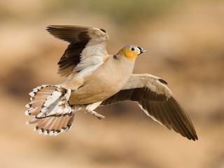  - Crowned Sandgrouse