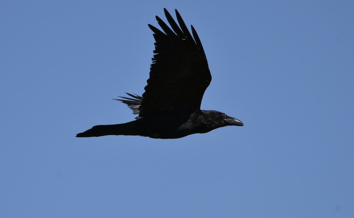 Common Raven - ML548570901