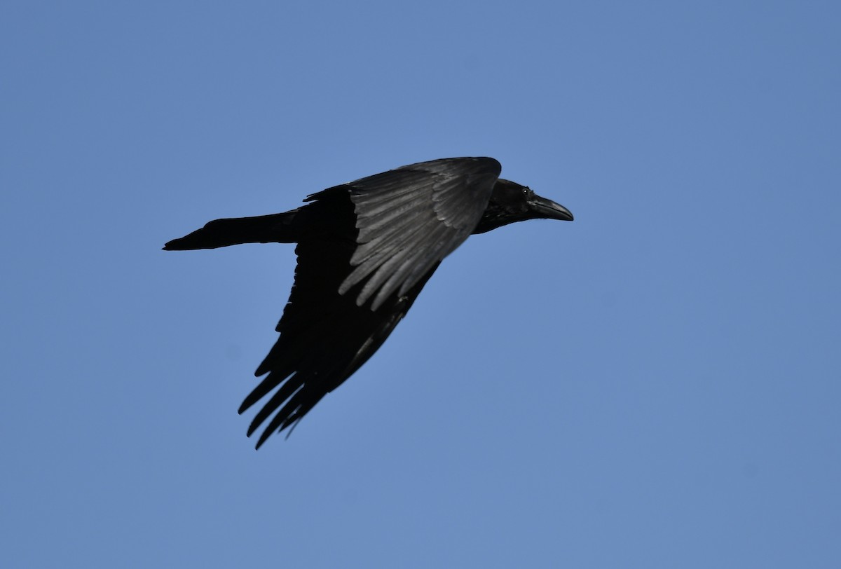 Common Raven - ML548570911