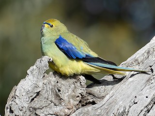  - Blue-winged Parrot