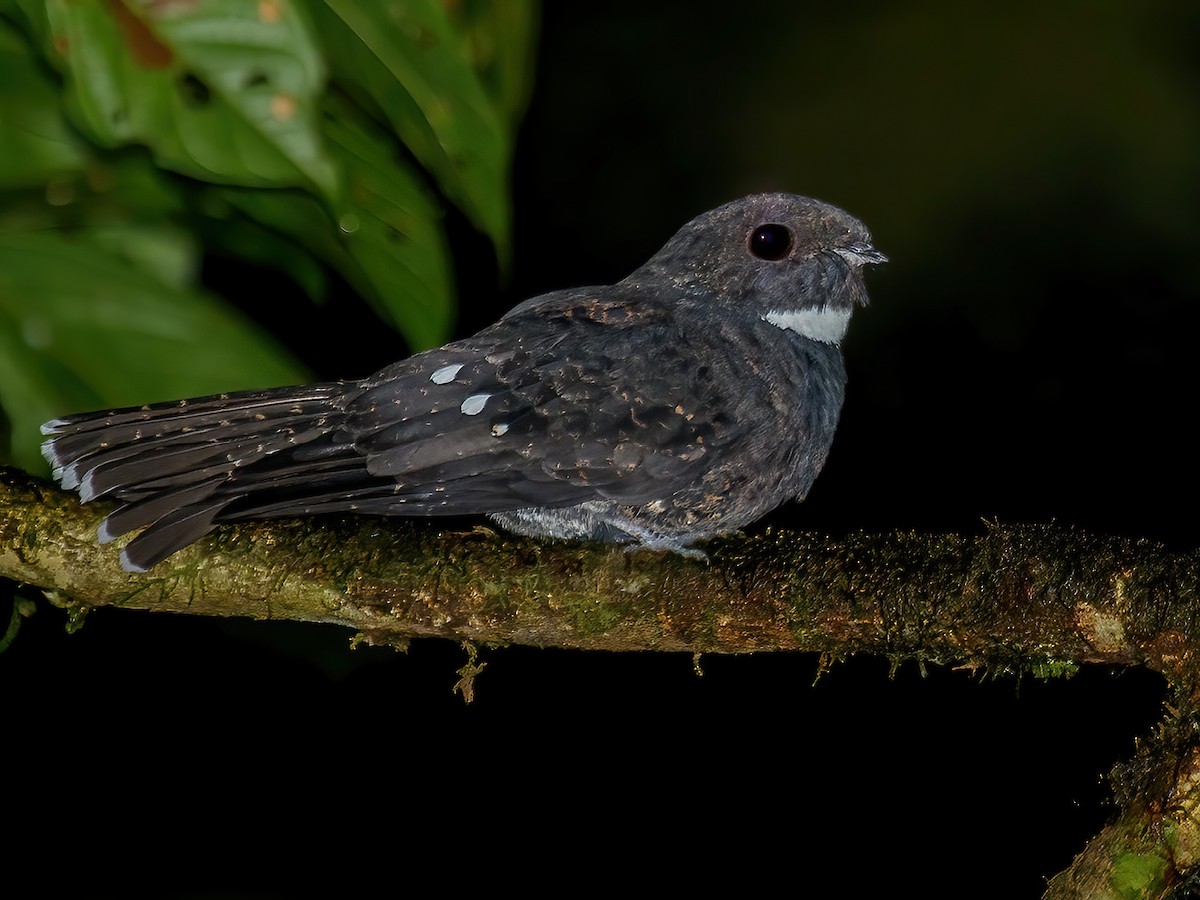 Choco Poorwill - Nyctiphrynus rosenbergi - Birds of the World