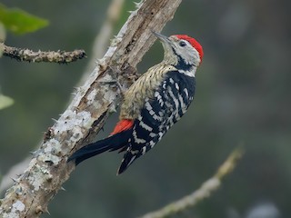  - Stripe-breasted Woodpecker