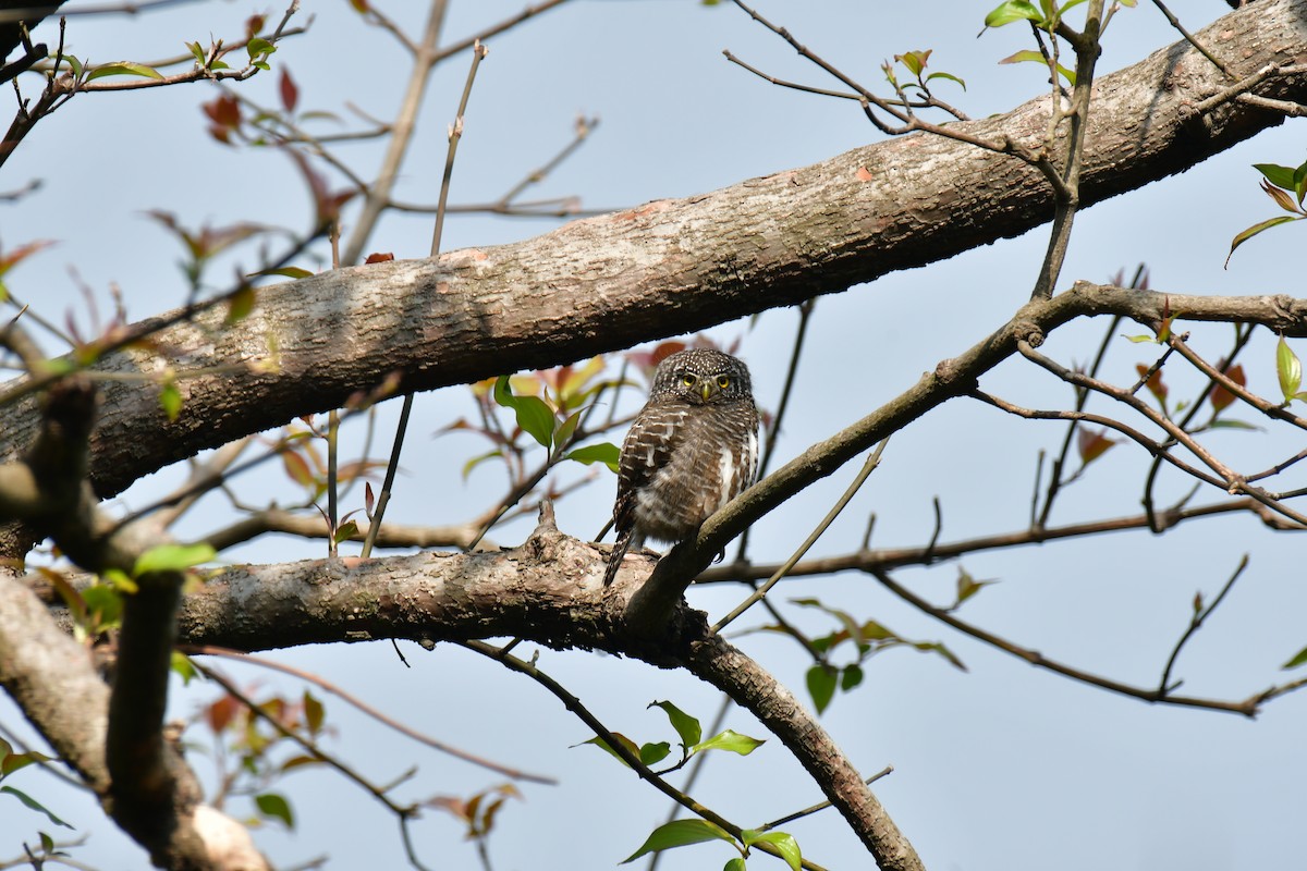 Collared Owlet - ML548580421