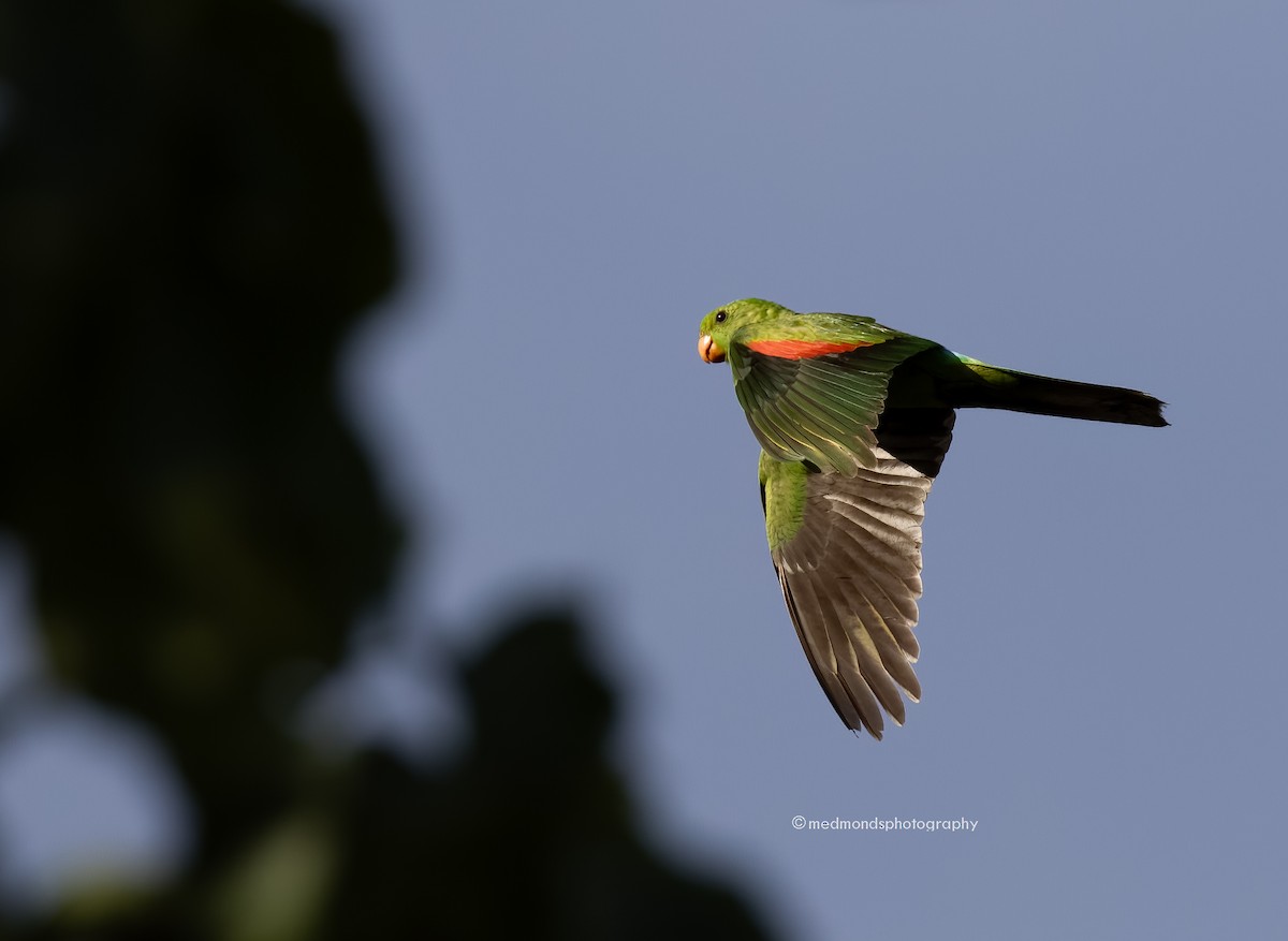 Red-winged Parrot - ML548583641
