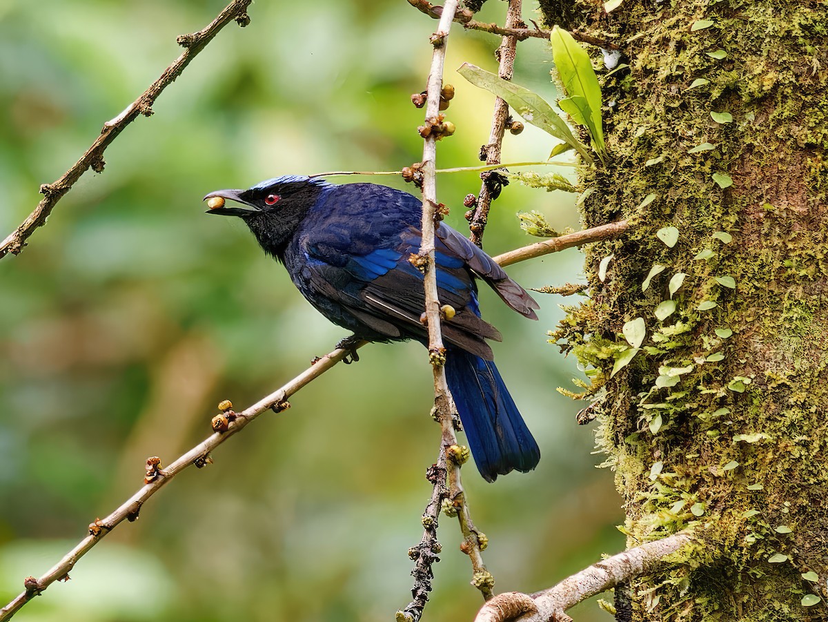 Philippine Fairy-bluebird - ML548584271
