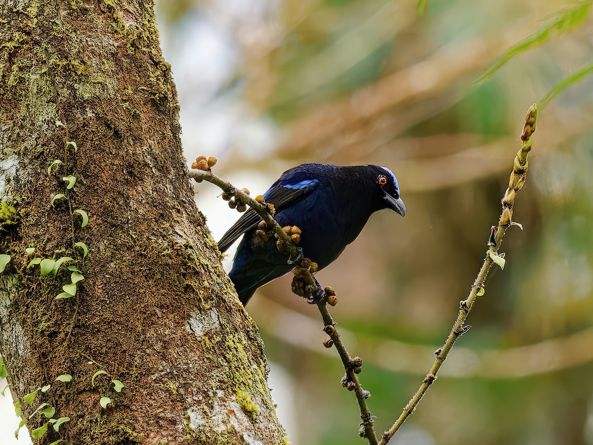Philippine Fairy-bluebird - ML548584301