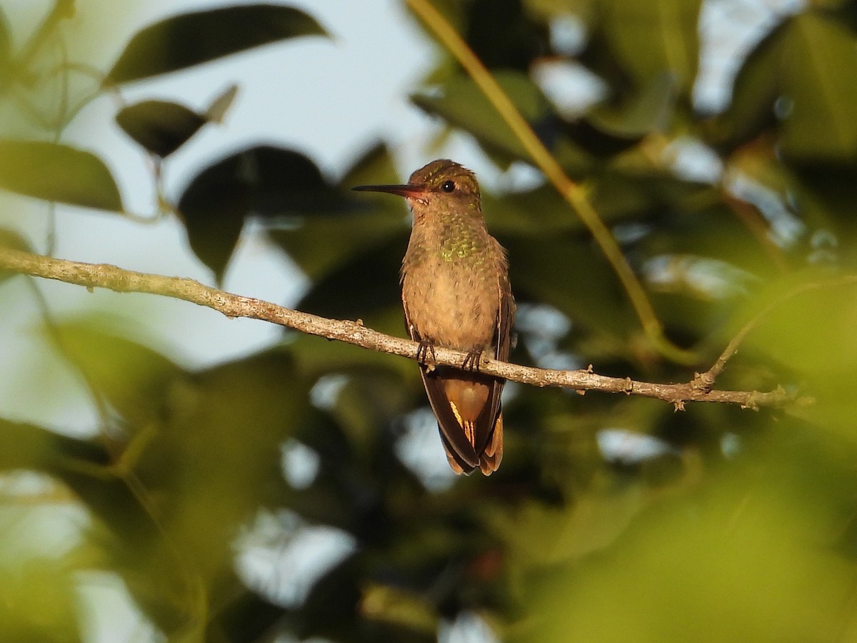 Gilded Hummingbird - ML548585881