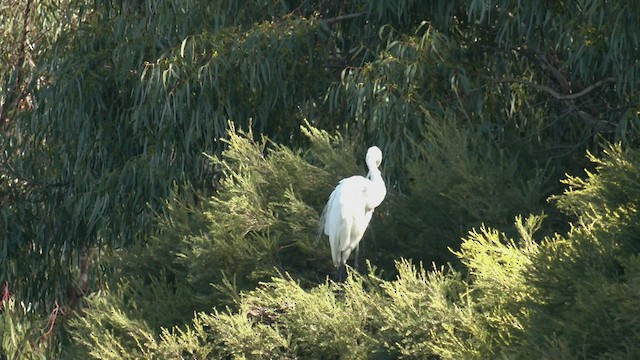 Great Egret (modesta) - ML548590521