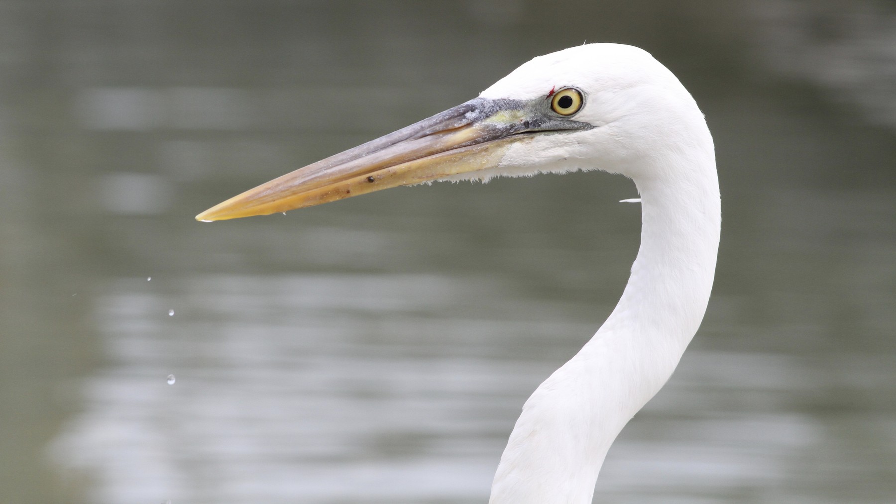 Great Blue Heron (Great White) - eBird