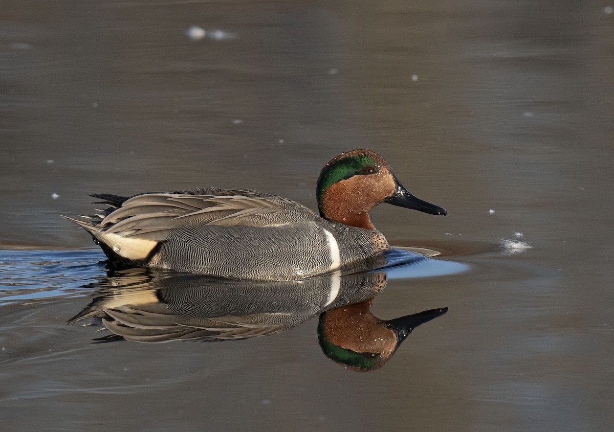Green-winged Teal - ML548594741