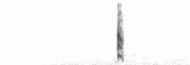  - Buff-breasted Sandpiper