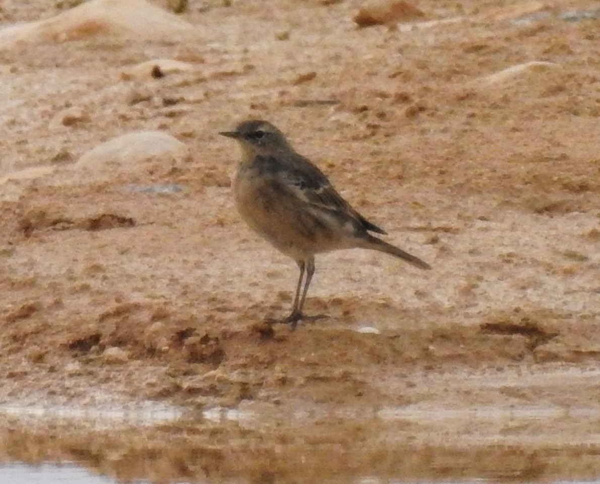 Water Pipit - ML548598491