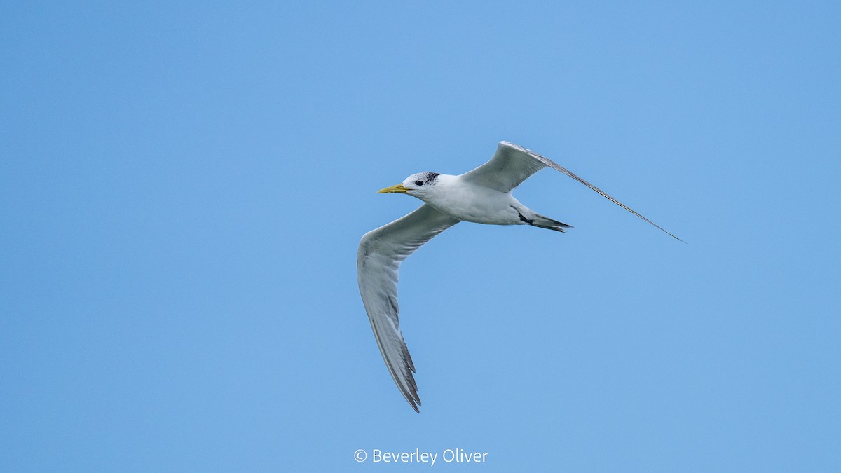 Great Crested Tern - Beverley Oliver