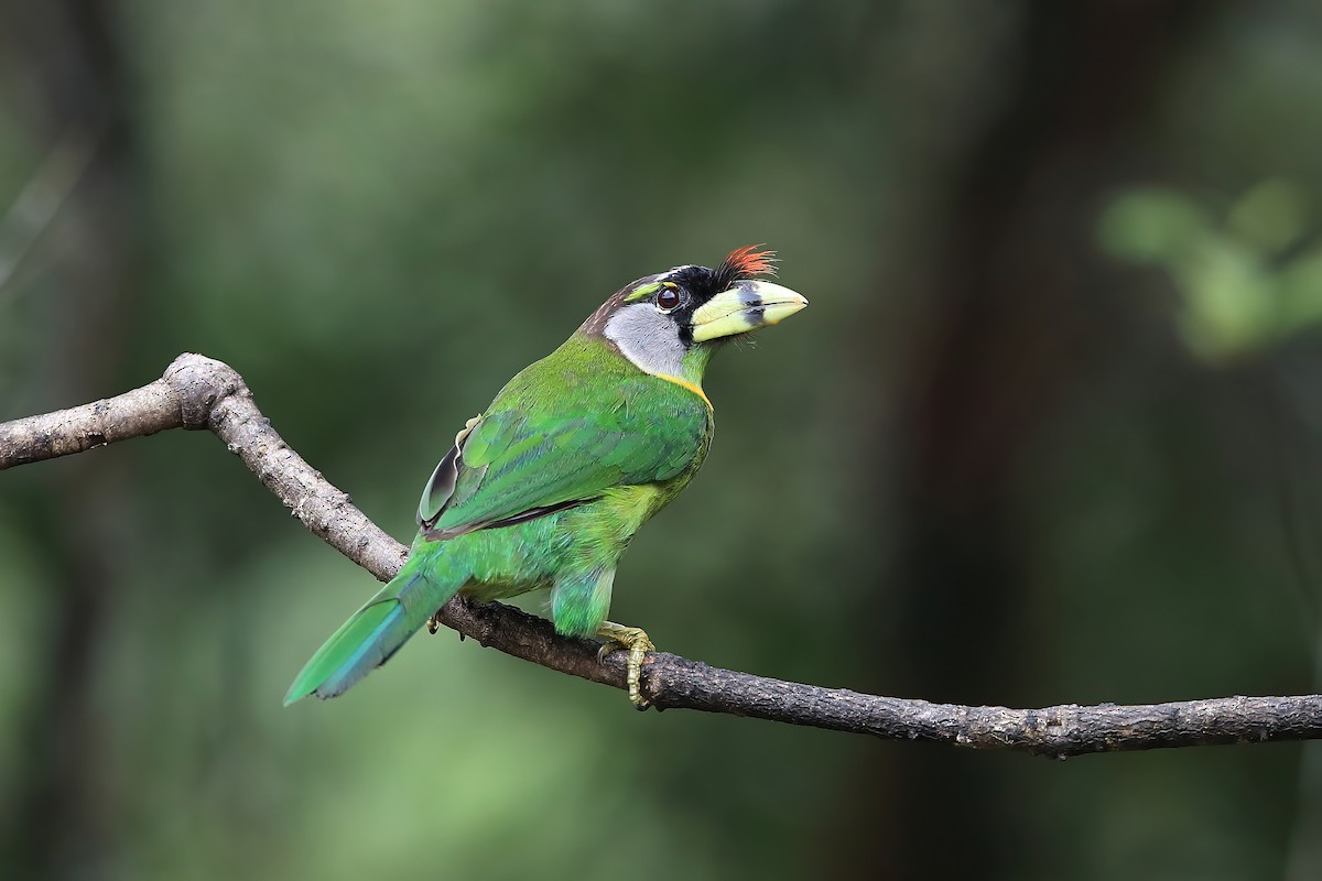 Fire-tufted Barbet - ML548600261