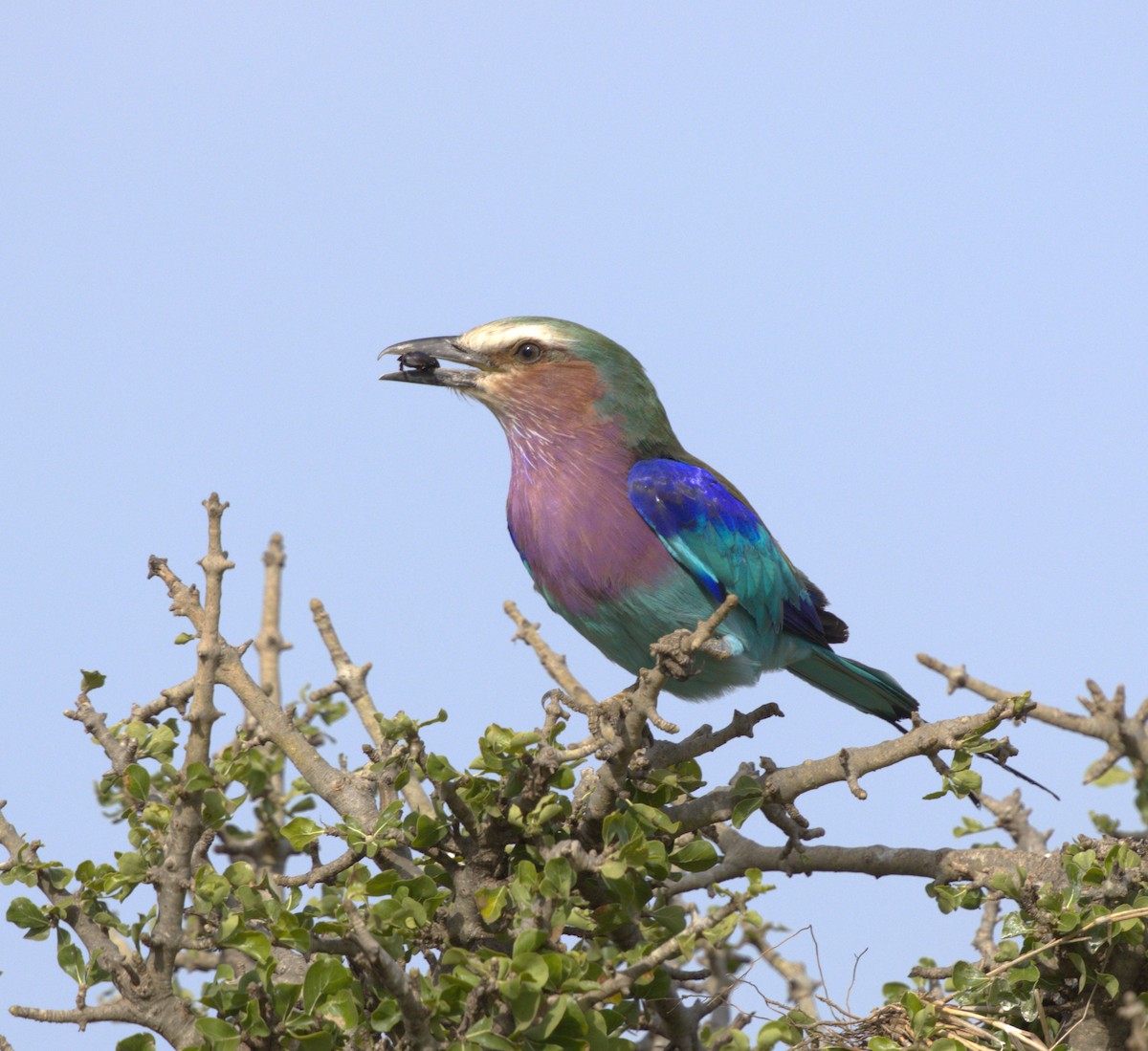 Lilac-breasted Roller - ML548600881