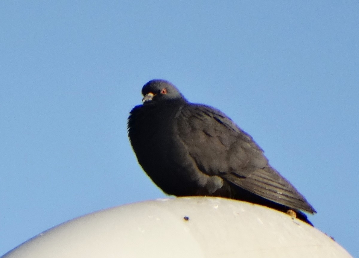 Pigeon biset (forme domestique) - ML548604601