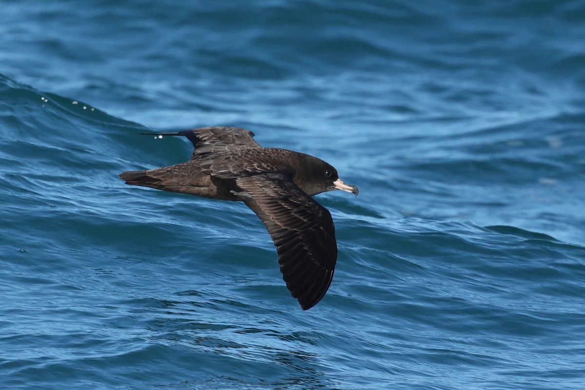 Flesh-footed Shearwater - ML548604981