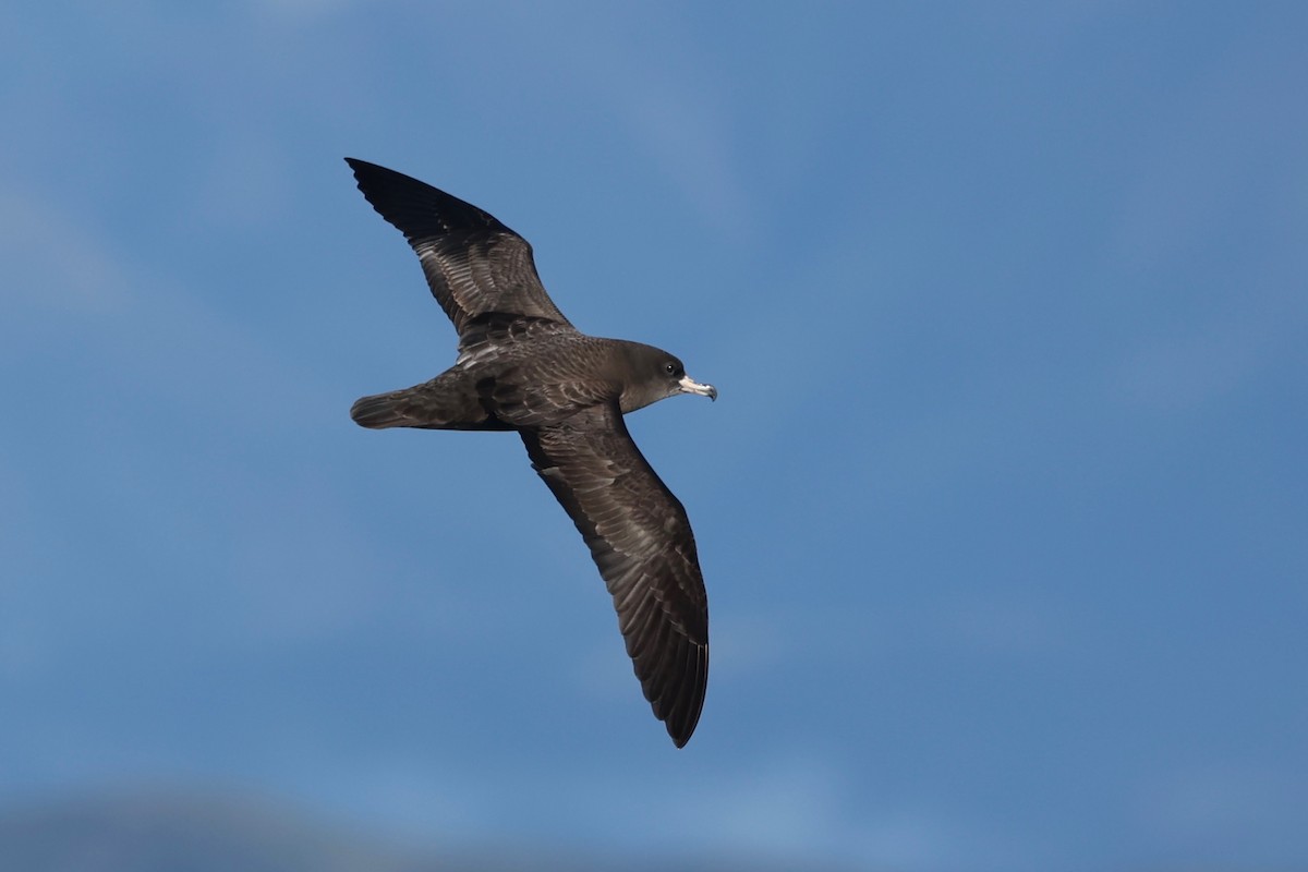 Flesh-footed Shearwater - ML548604991