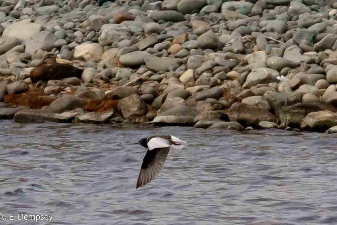 White-winged Tern - ML548605481