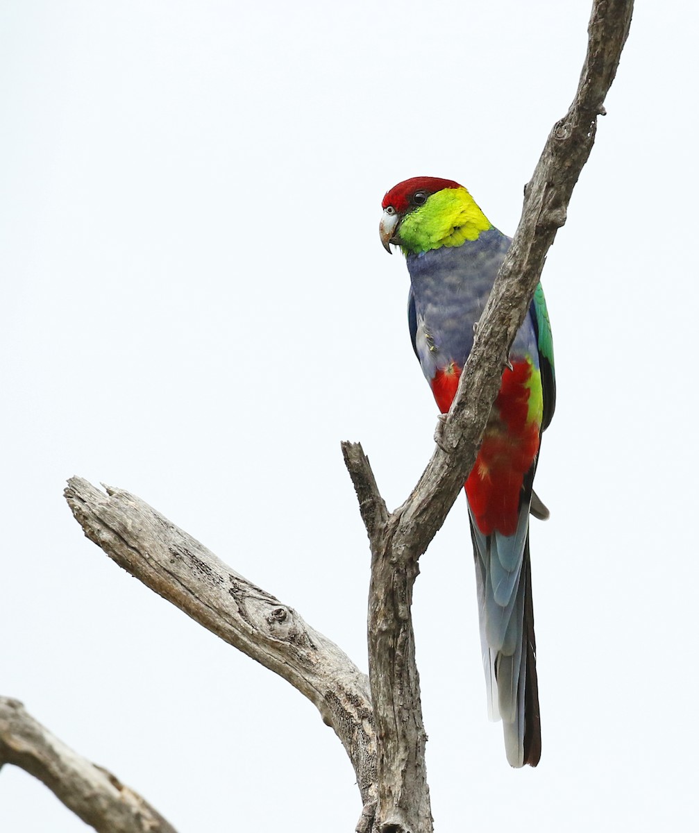 Red-capped Parrot - ML54860751