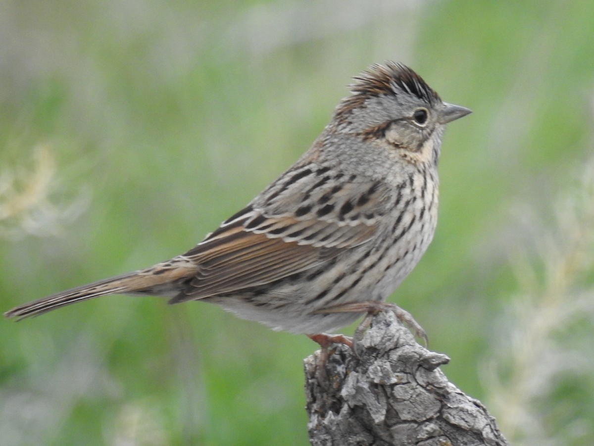 Lincoln's Sparrow - Shane Sater