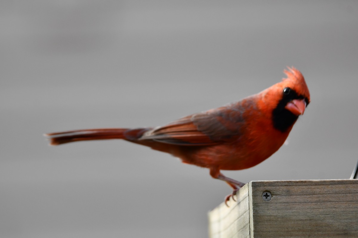 Northern Cardinal - ML548615261