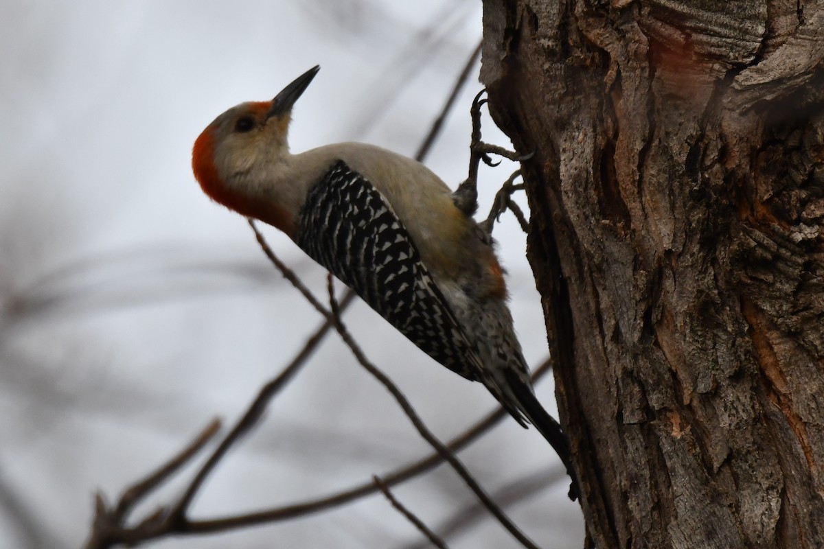 Red-bellied Woodpecker - ML548616701