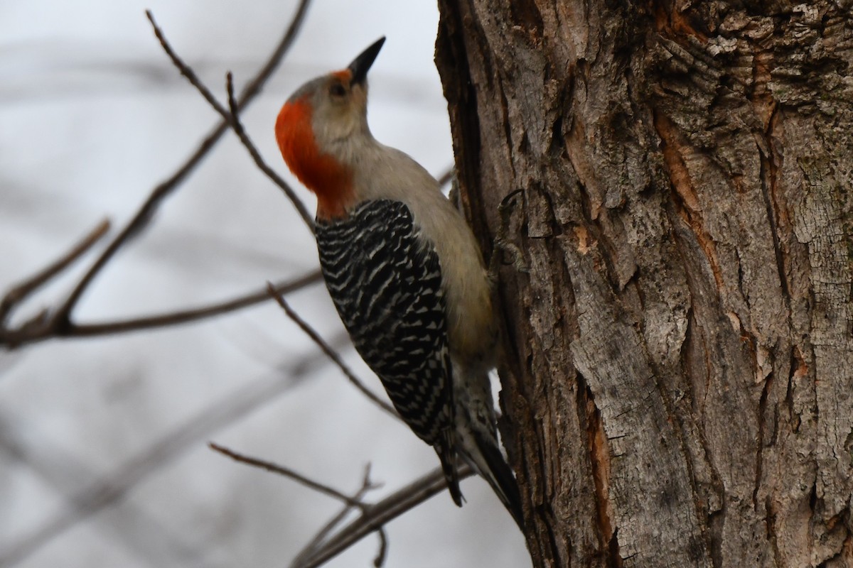 Red-bellied Woodpecker - ML548616711