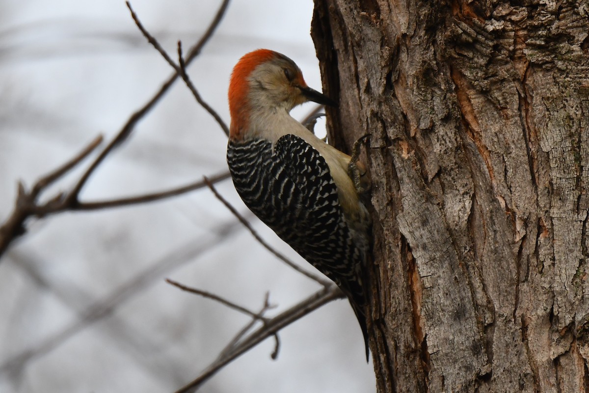Red-bellied Woodpecker - ML548616731