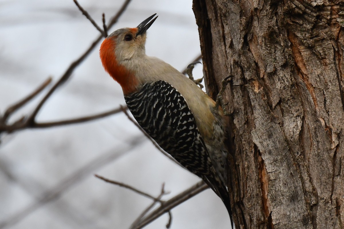 Red-bellied Woodpecker - ML548616741