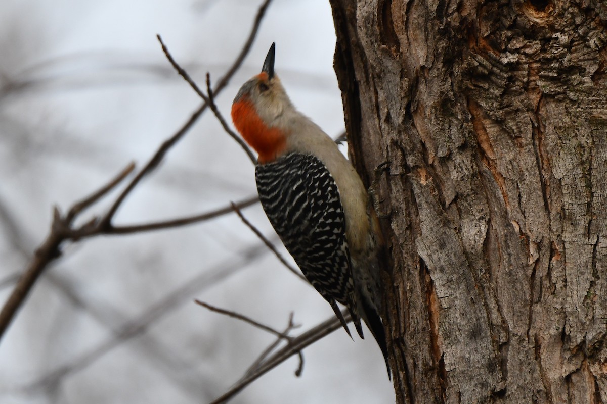 Red-bellied Woodpecker - ML548616751