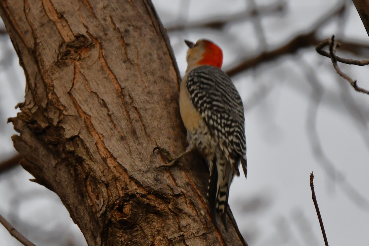 Red-bellied Woodpecker - ML548616761