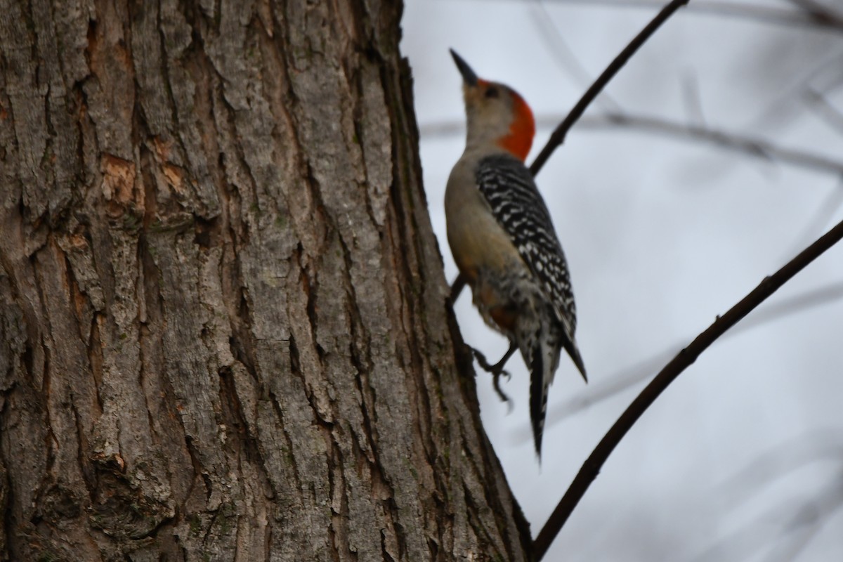 Red-bellied Woodpecker - ML548616771