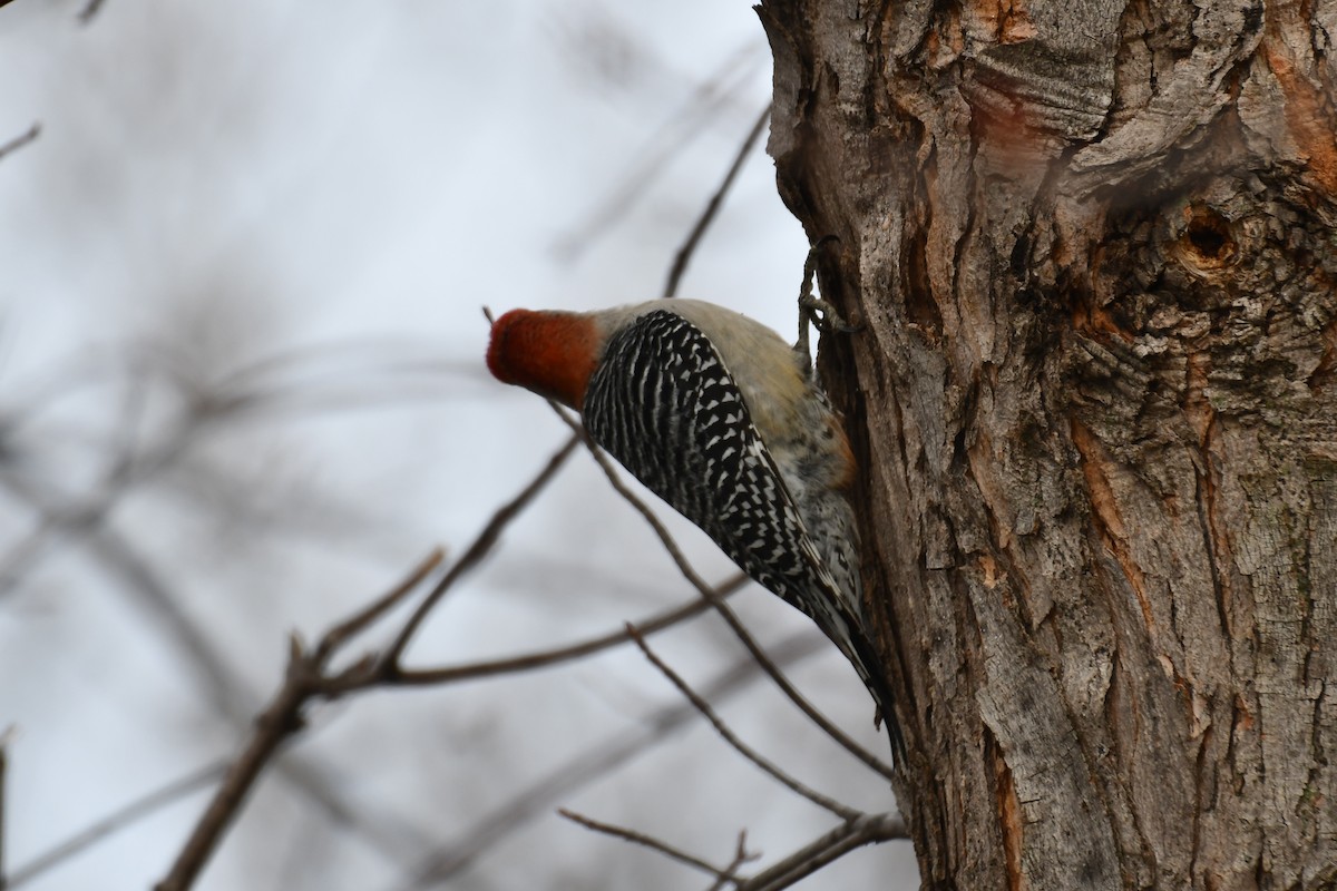 Red-bellied Woodpecker - ML548616781