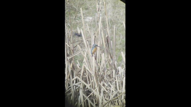 Common Kingfisher - ML548617781