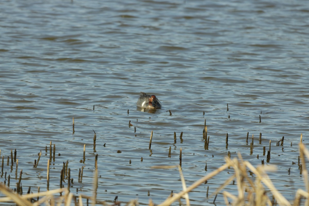 Green-winged Teal - ML548619481
