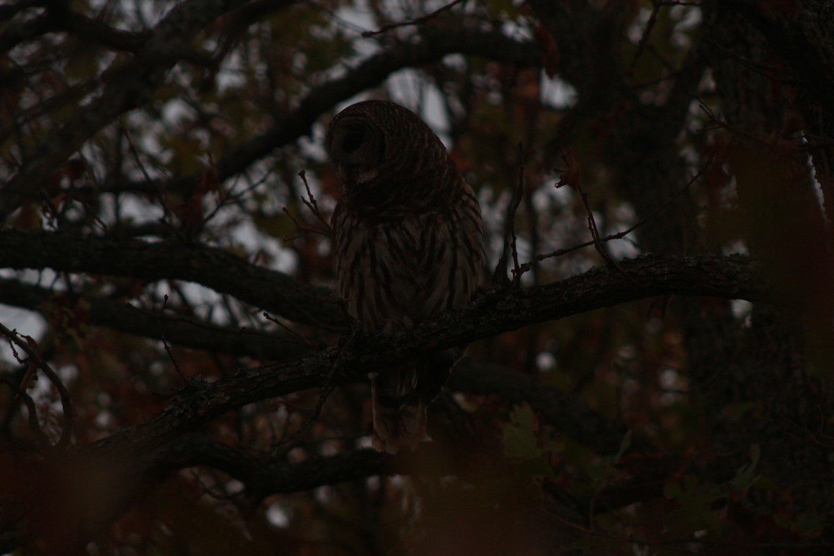 Barred Owl - ML548619511