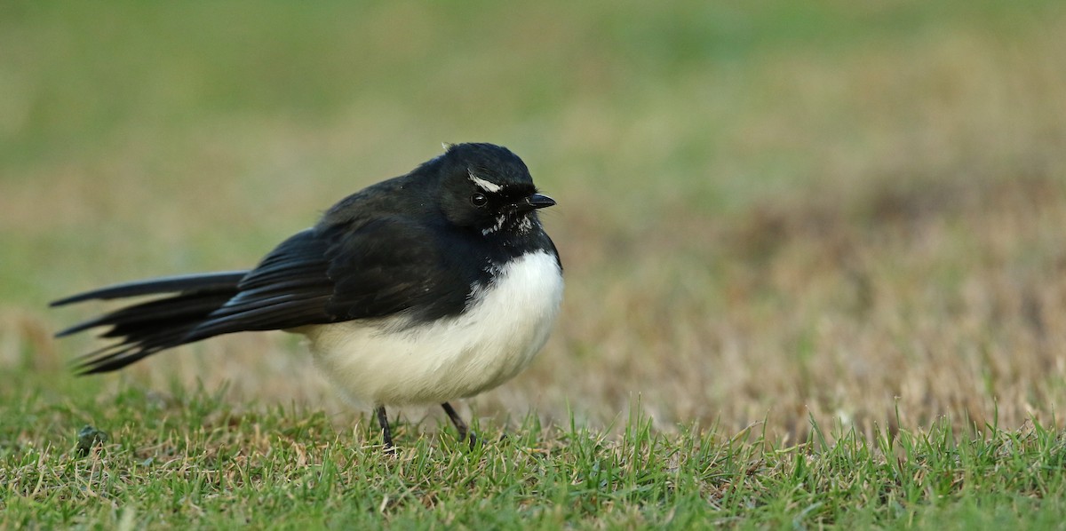 Willie-wagtail - ML54862071