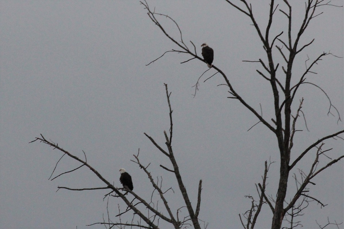 eBird Checklist - 23 Mar 2023 - Hollister’s (Dump Hill) Pond - 9 species