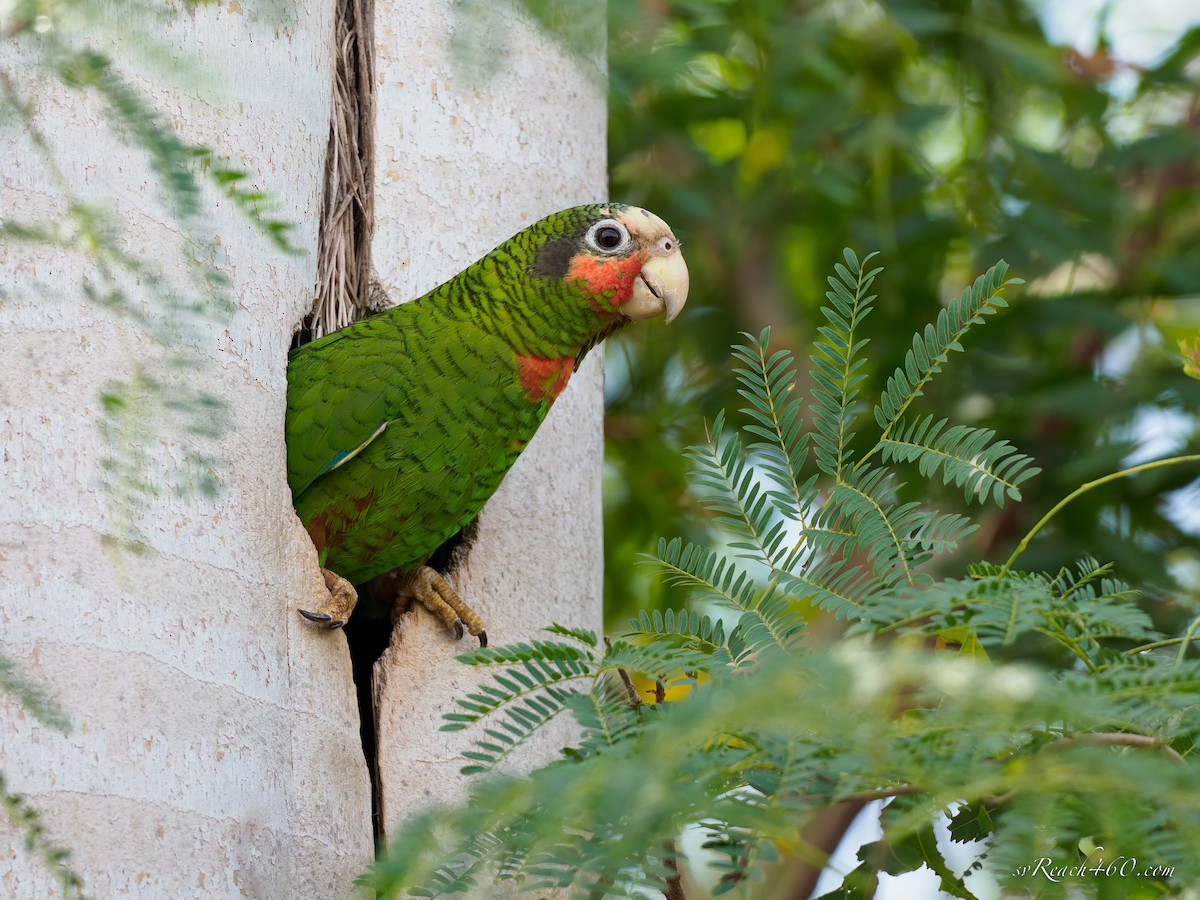Cuban Parrot (Cayman Is.) - ML548623831