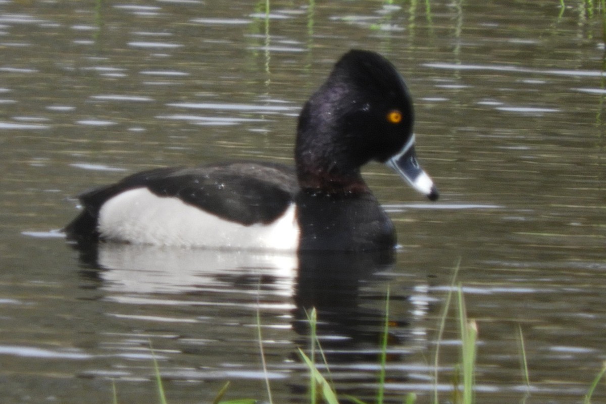 Ring-necked Duck - ML54862481