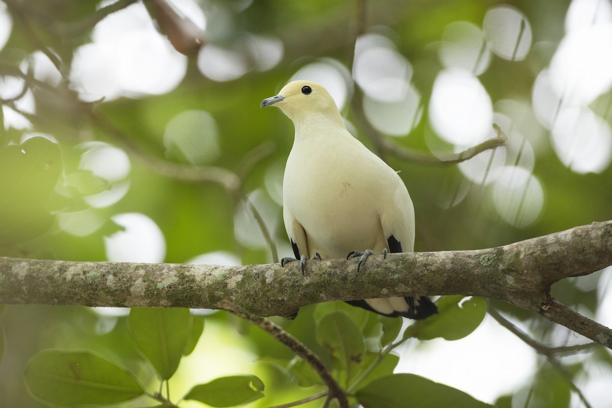 Pied Imperial-Pigeon - ML548626551