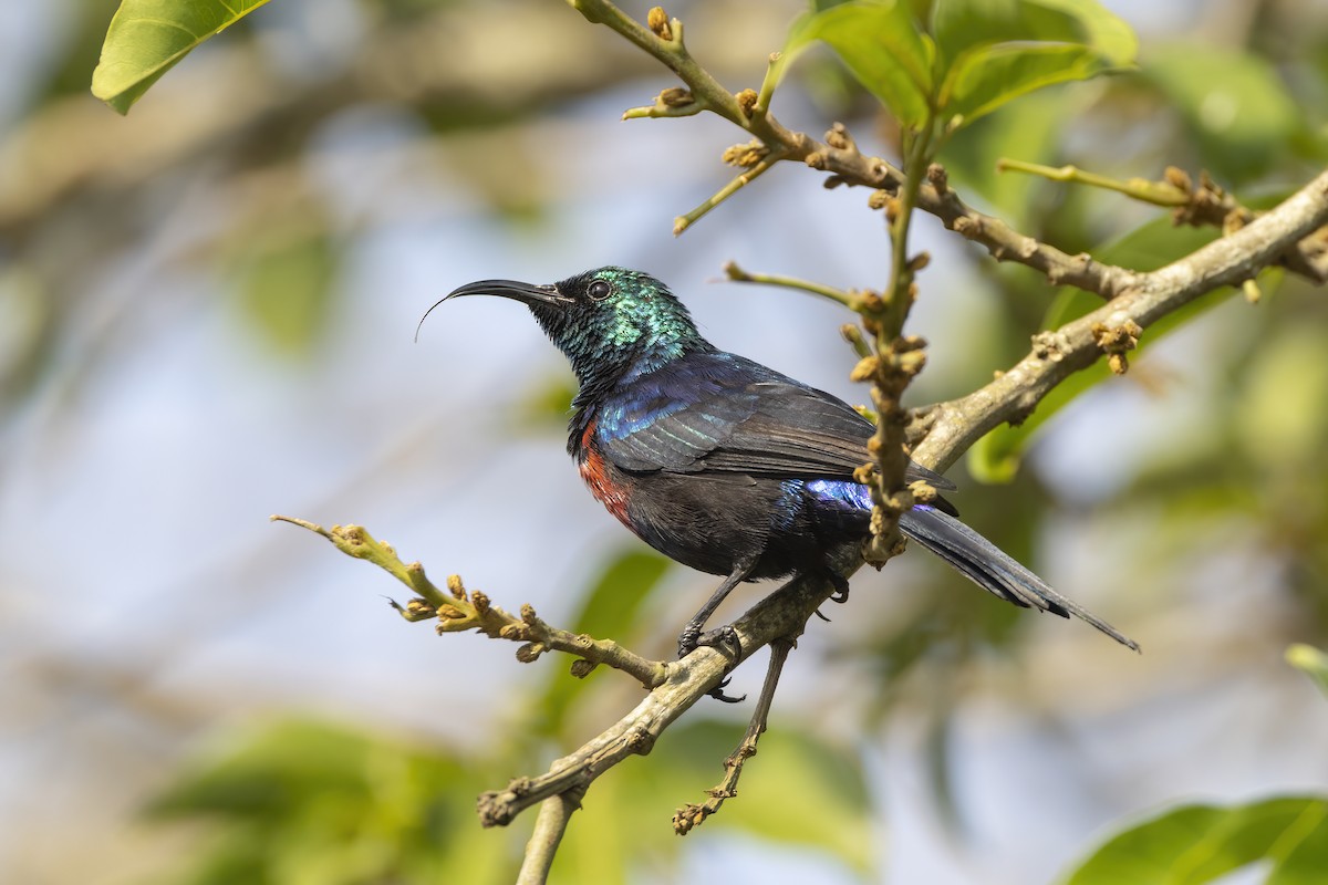 Red-chested Sunbird - ML548628151