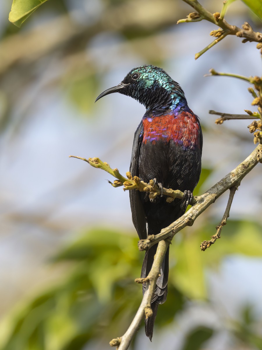 Red-chested Sunbird - ML548628771