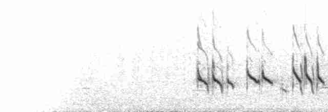  - Short-billed Dowitcher