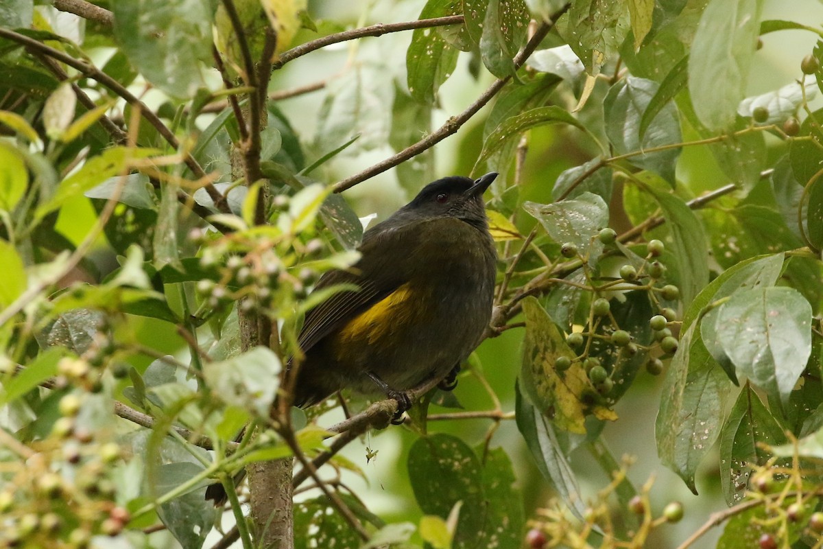 Black-and-yellow Silky-flycatcher - ML548630891