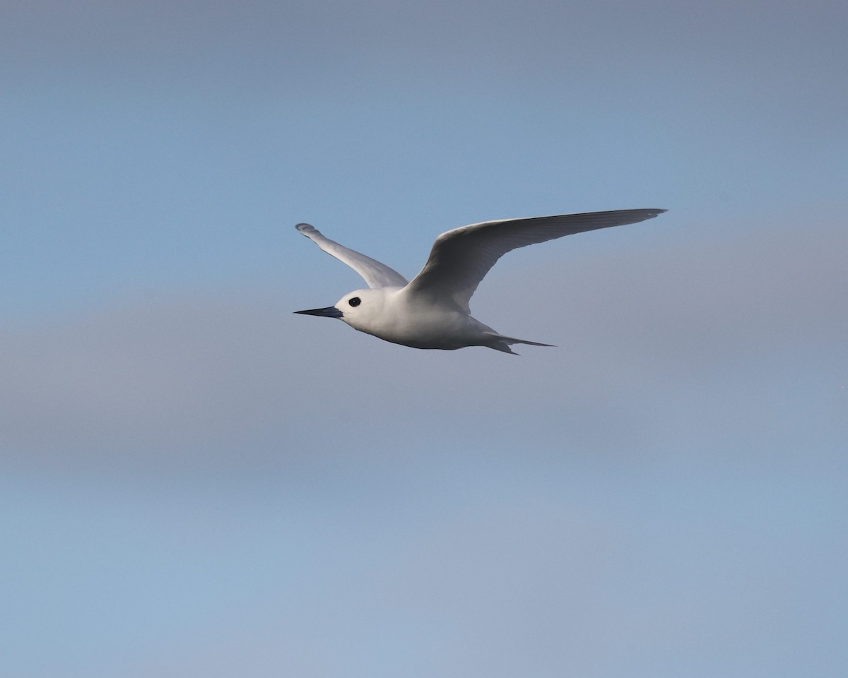 White Tern (Pacific) - ML548631071