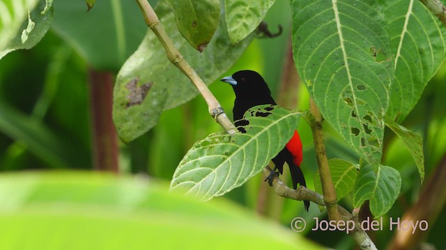 Scarlet-rumped Tanager (Passerini's) - ML548633401